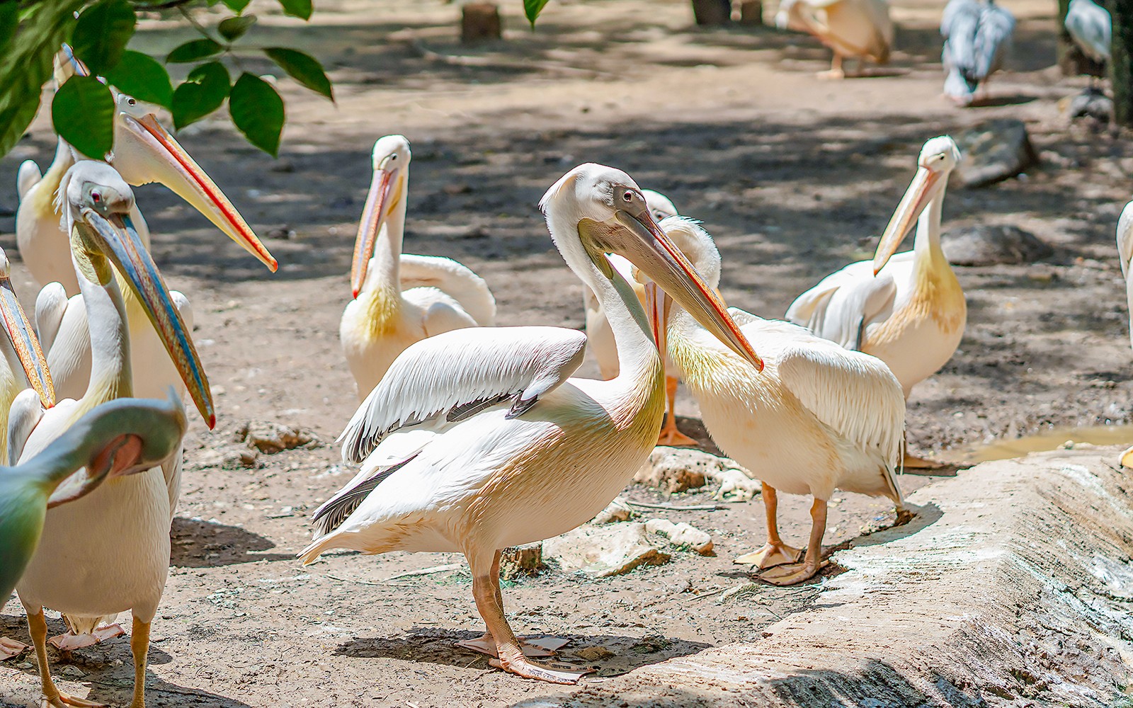Safari World Tickets with Optional Lunch