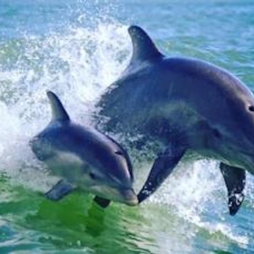 St. Pete Beach Area: Dolphin Racer Speedboat Adventure — gallery 1