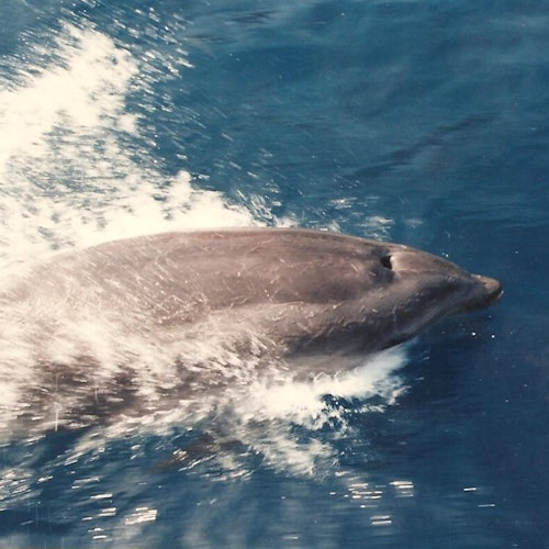 Cap Norfeu: 2.5-Hr Glass Bottom Boat Tour from Roses or Santa Margarita — gallery 4