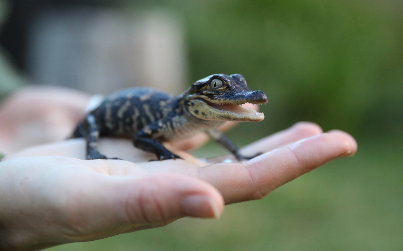 Australian Reptile Park Ticket