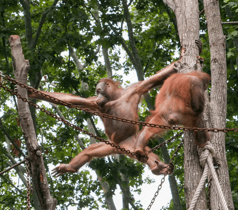 Tickets to Barcelona Zoo