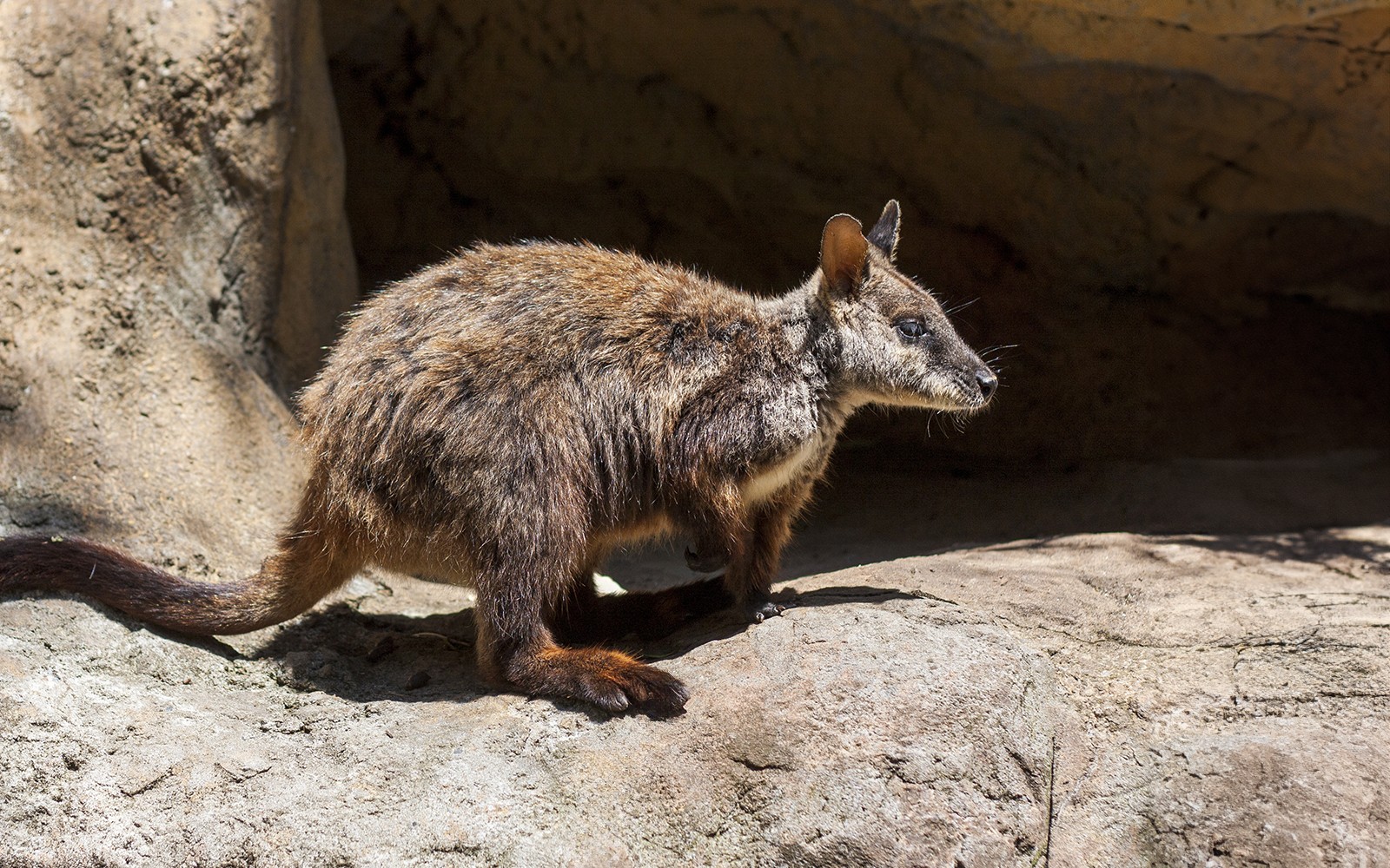 Taronga Zoo Tickets