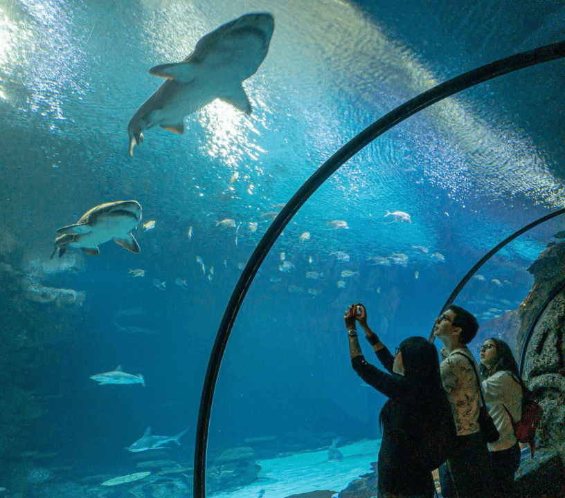 Shark Reef Aquarium at Mandalay Bay: Entry Ticket