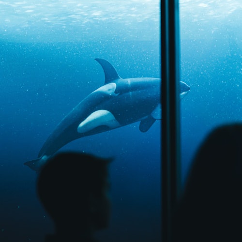 XPERIA - Ocean Journey: Entry Ticket — gallery 3