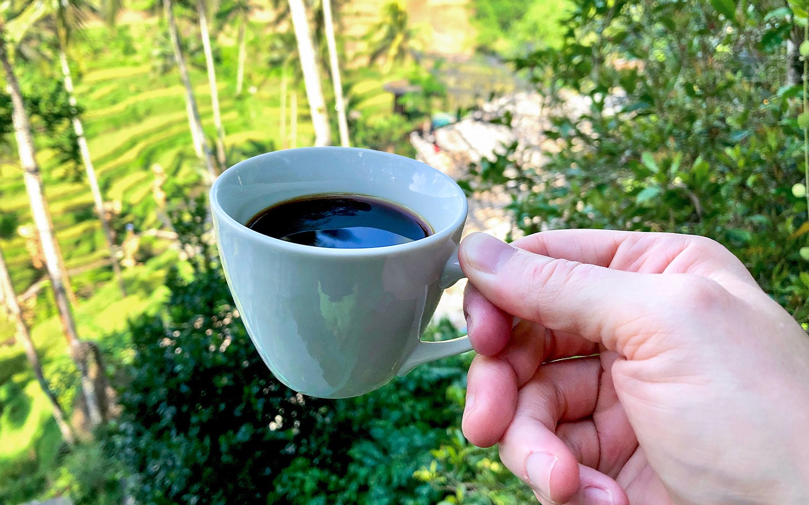 Mount Batur Sunrise Tour by Trek/Jeep with Natural Hot Springs, Luwak Coffee Tasting & Hotel Transfers — gallery 5