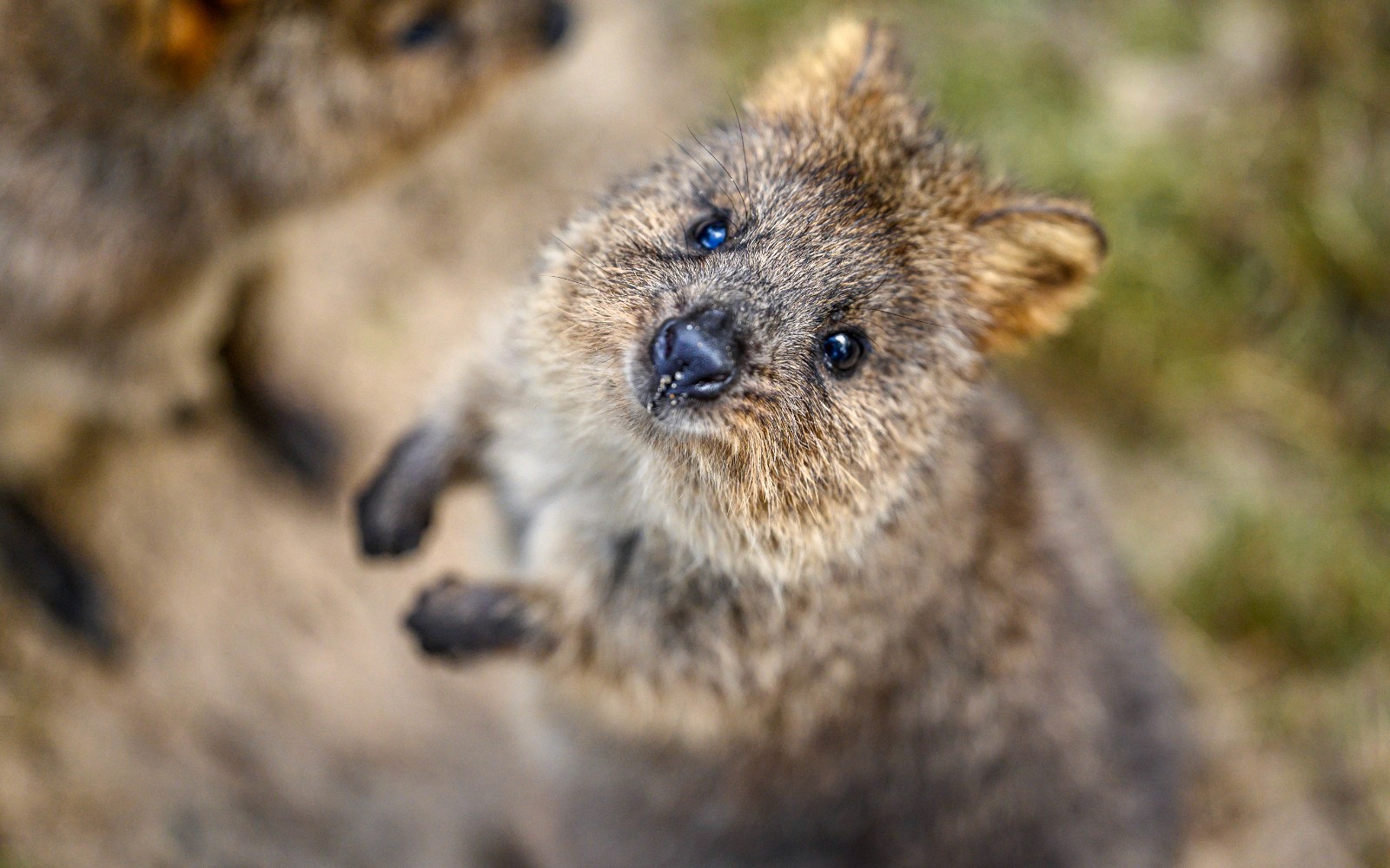 Featherdale Wildlife Park Tickets — gallery 3