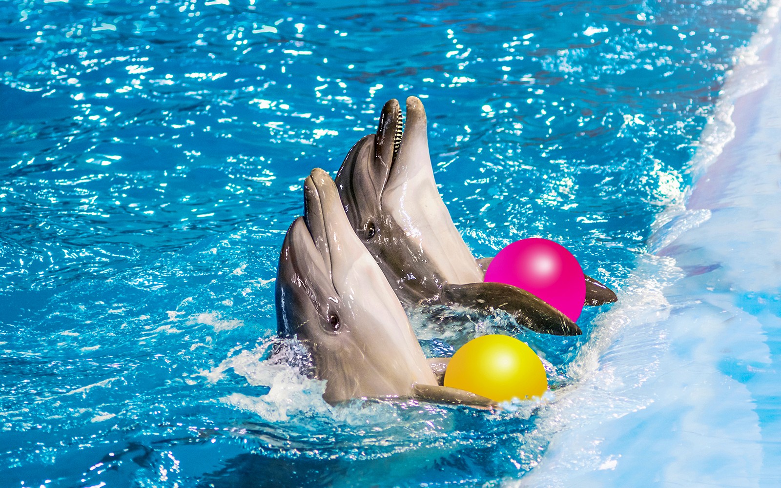 Dolphinarium Pattaya Tickets: Non-Thai Residents