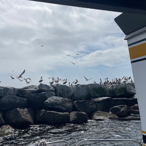Los Angeles Long Beach Harbor: Eco-Tour Cruise in a Glass Bottom Boat — gallery 3