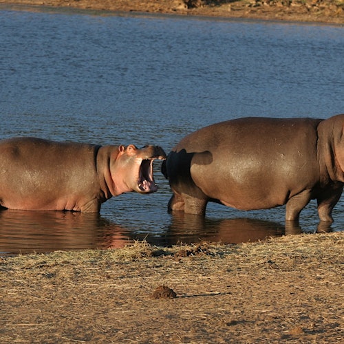 Aquila Private Game Reserve: Small-Group Safari Tour + Lunch + Transport