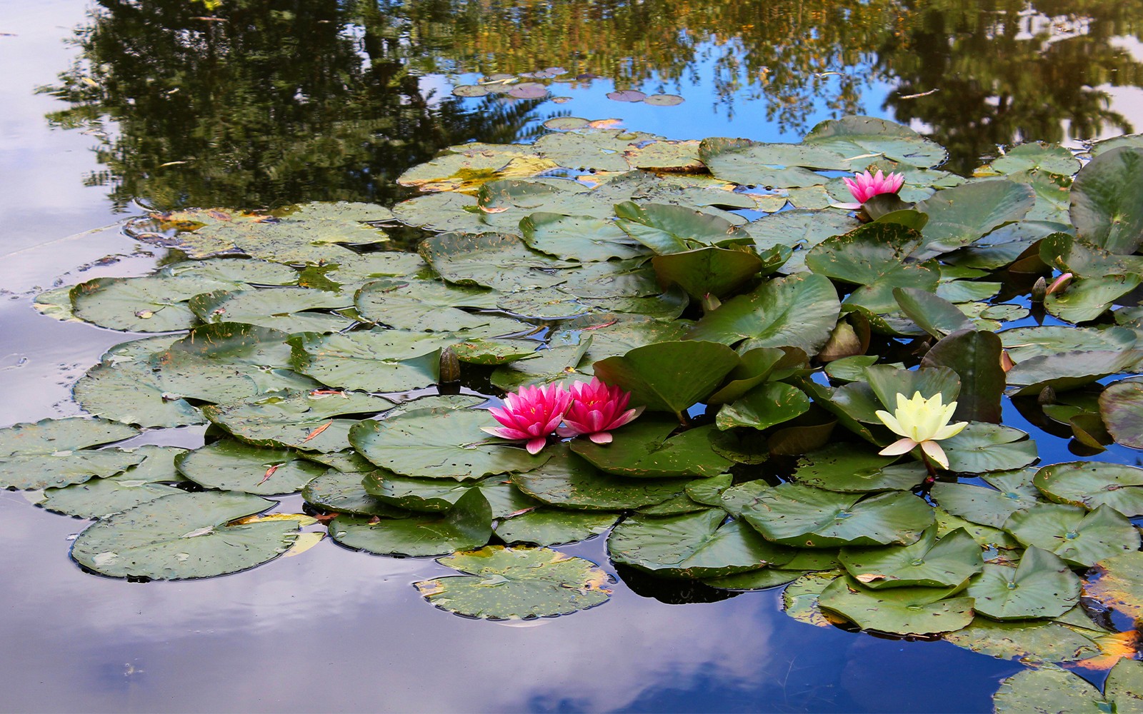 Half-Day Tour to Giverny from Paris with Monet’s House & Gardens — gallery 2
