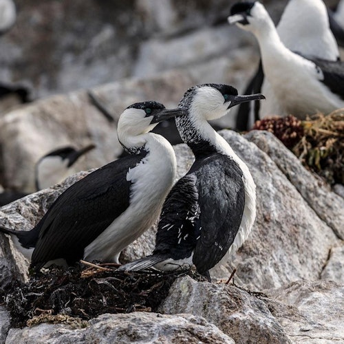 Hobart: Iron Pot Lighthouse Guided Cruise — gallery 1