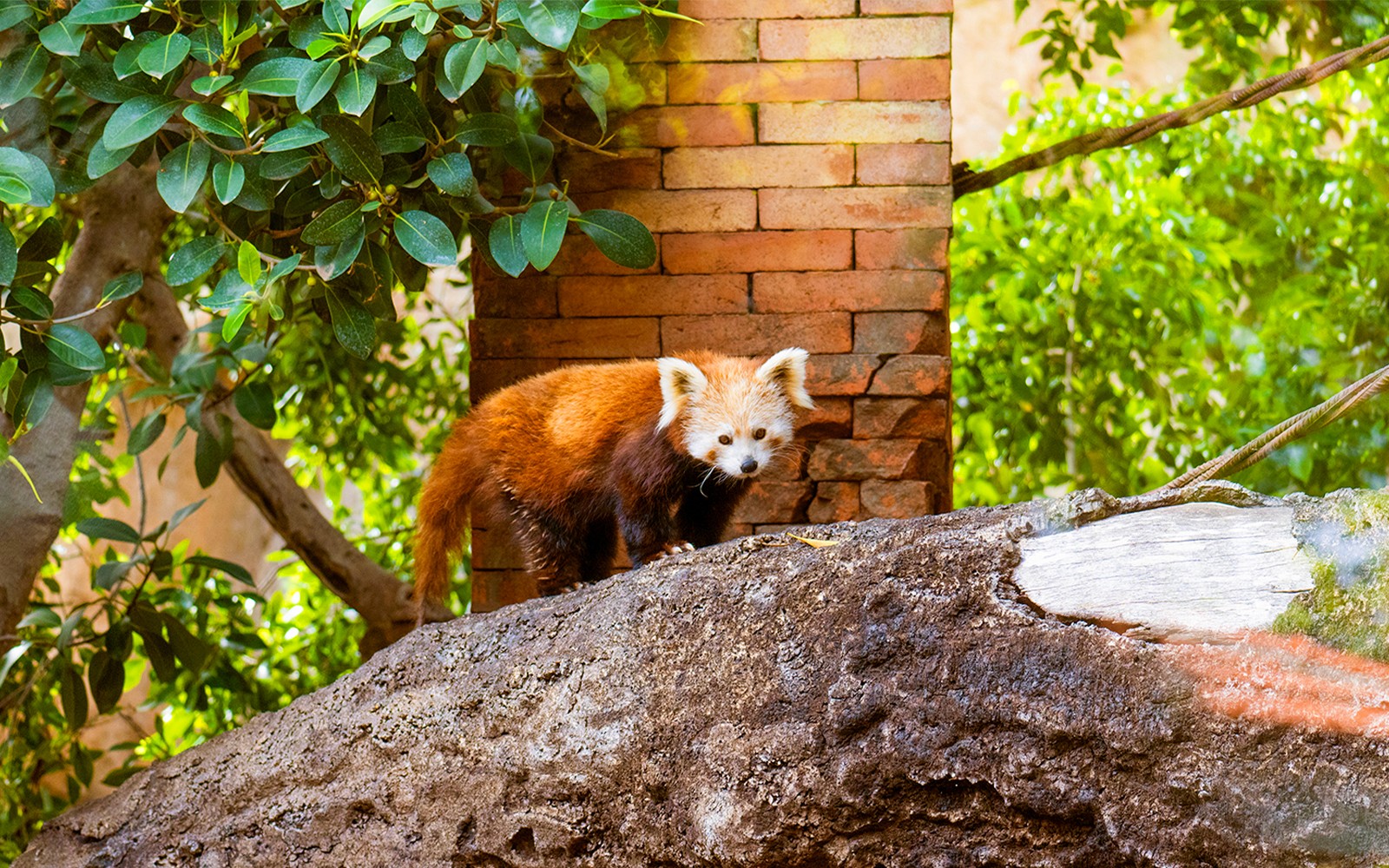 Mga Ticket para sa Bioparc Fuengirola — gallery 4