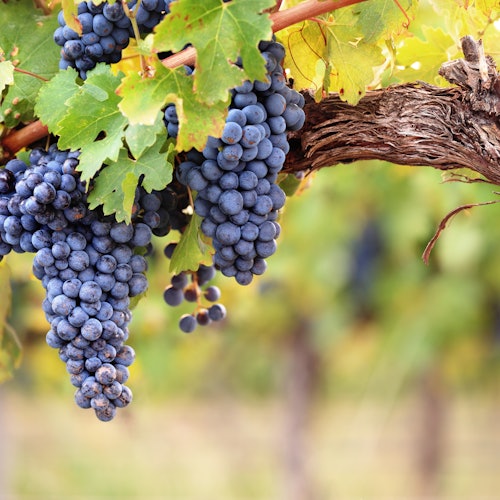 Saint-Émilion Village: Full-Day Wine Tour from Bordeaux — gallery 2