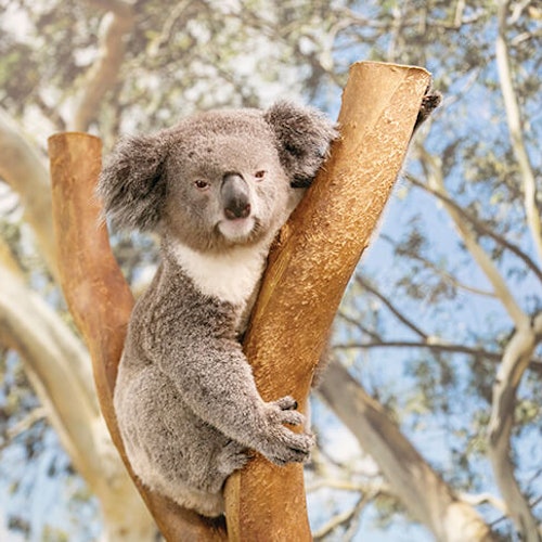 Blue Mountains: All-Inclusive Tour from Sydney with Sydney Zoo & Scenic World — gallery 3