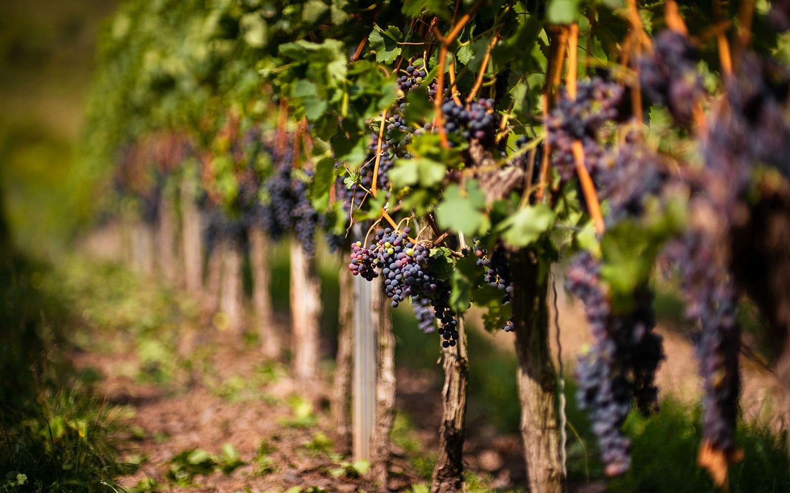 Taste of Chianti: Countryside Flavors & Vineyard Tour and Tastings — gallery 2