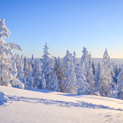 Lapland: Snowmobile Adventure with Transfer — gallery 1
