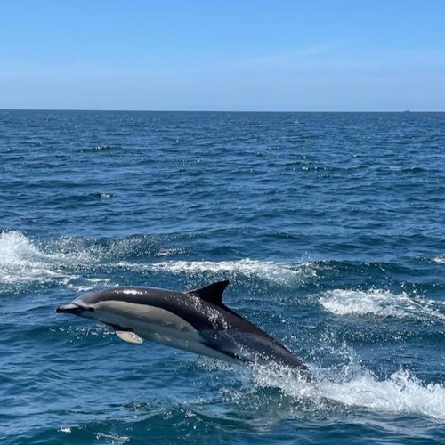 Dolphin Watching Tour from Lagos