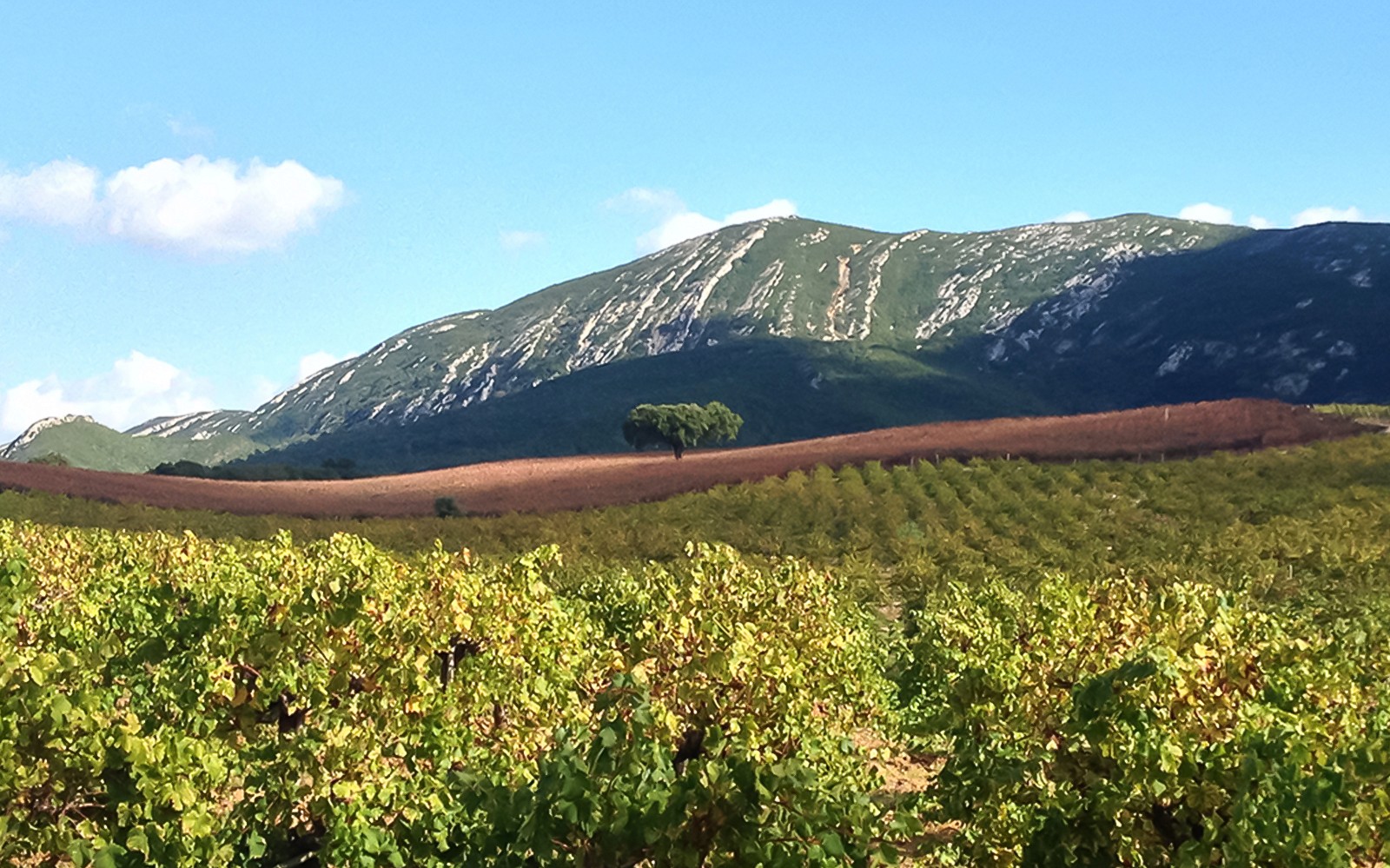Small Group Wine Tour in Arrábida from Lisbon — gallery 5