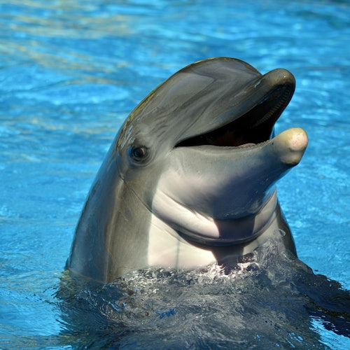 SeaWorld Orlando: Multi-Park Pass + Free All-Day Dining — gallery 5