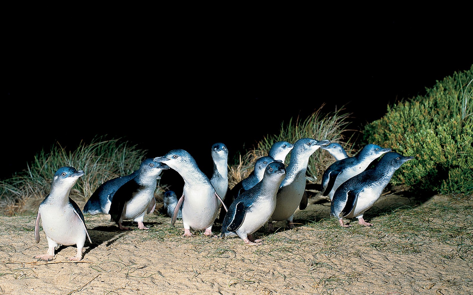 Phillip Island Nature Parks Penguin Parade Tickets