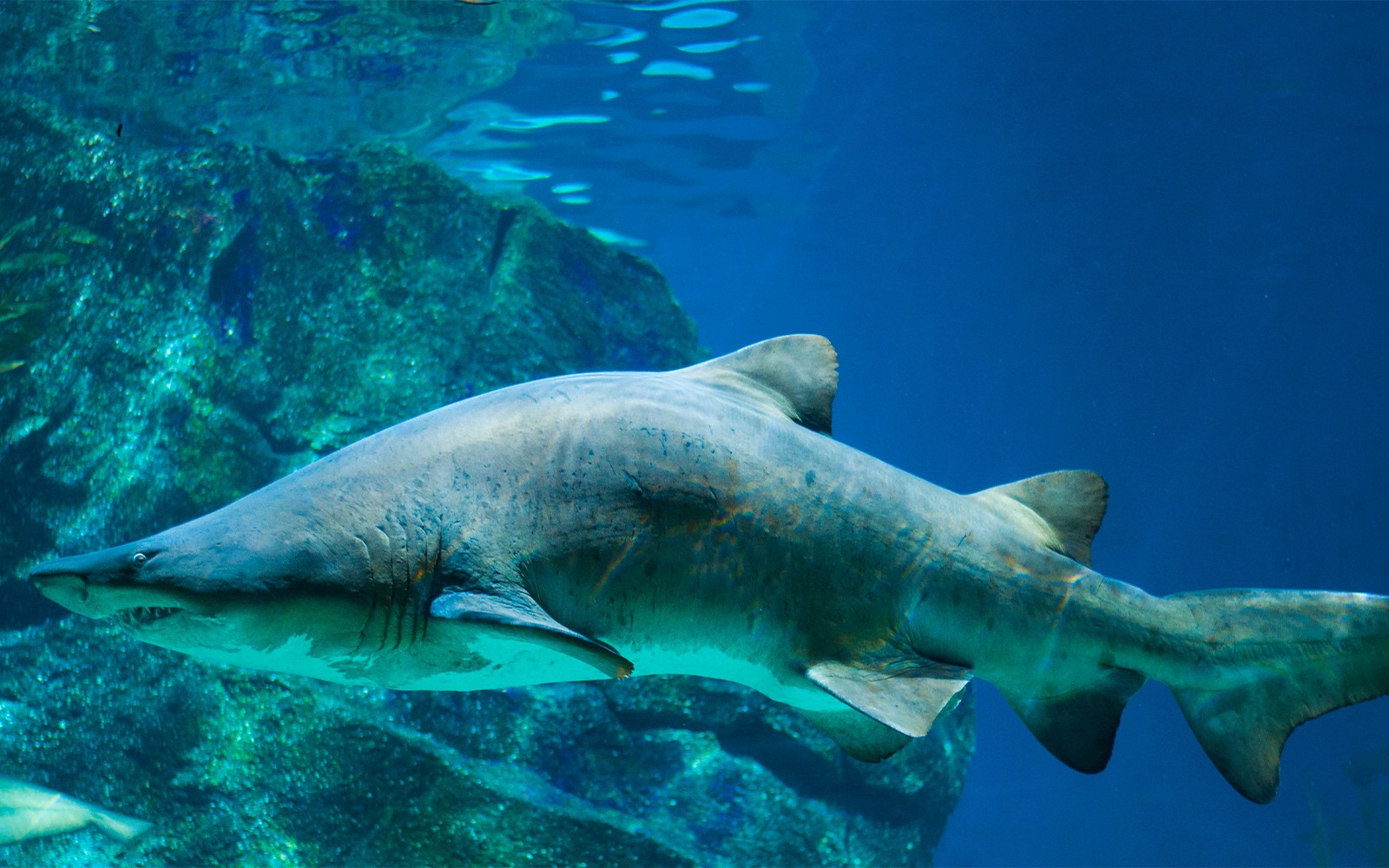 Barcelona Aquarium Skip-the-Line Tickets