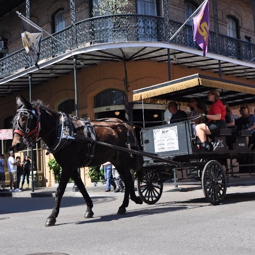 French Quarter by Mule Drawn Carriage: 60-Minute Tour