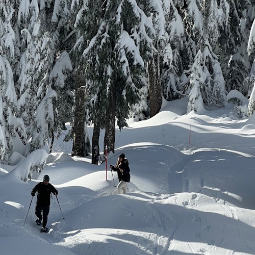 Vancouver: Guided Snowshoeing Tour — gallery 4