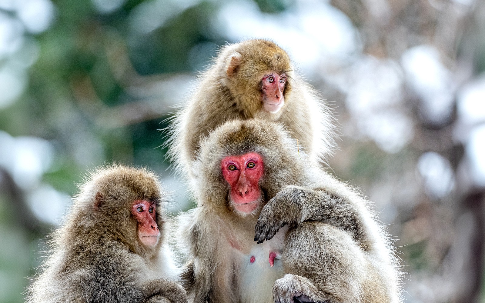 Nagano Snow Monkey Park & Shiga Kogen Maruike Park Day Tour — gallery 1