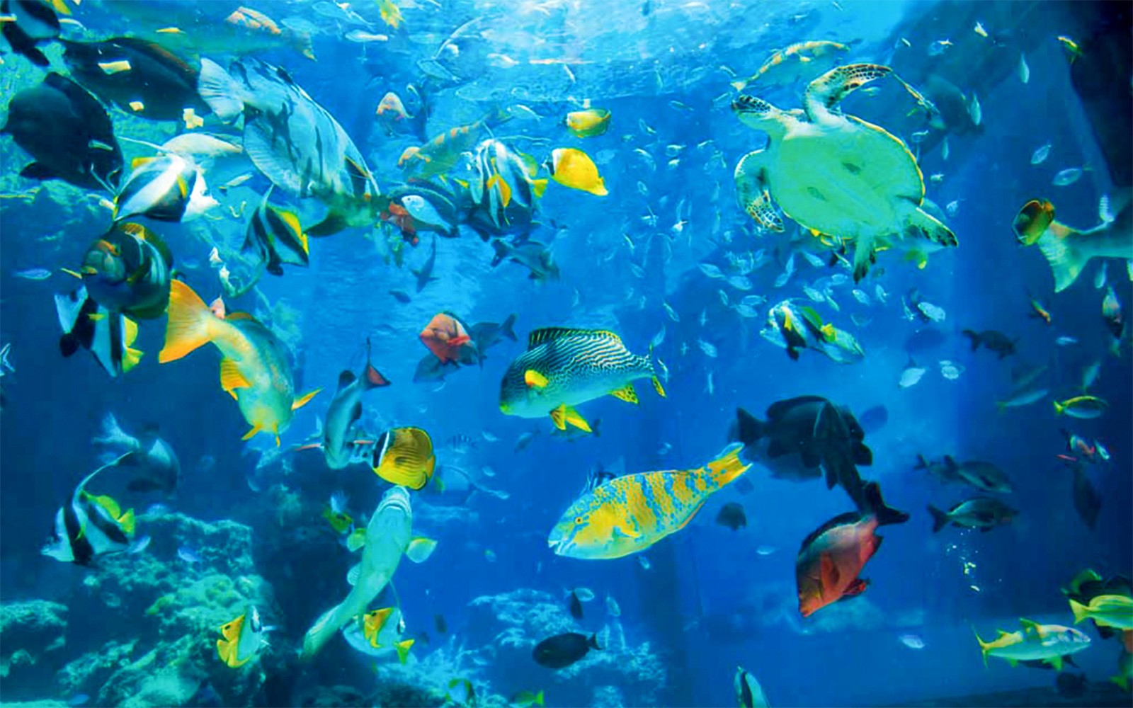 Churaumi Aquarium Direct Entry Tickets [E-Ticket]