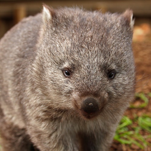 Bonorong Wildlife Sanctuary: Entry Ticket