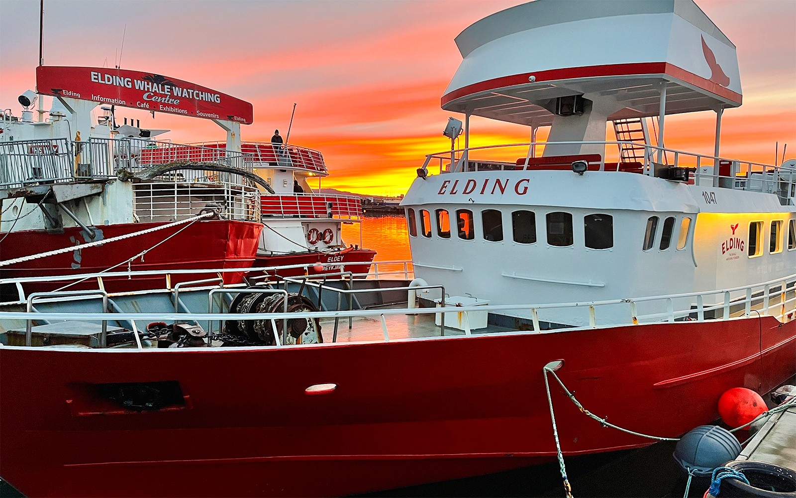 From Reykjavik: Midnight Sun Whale Watching Tour — gallery 3