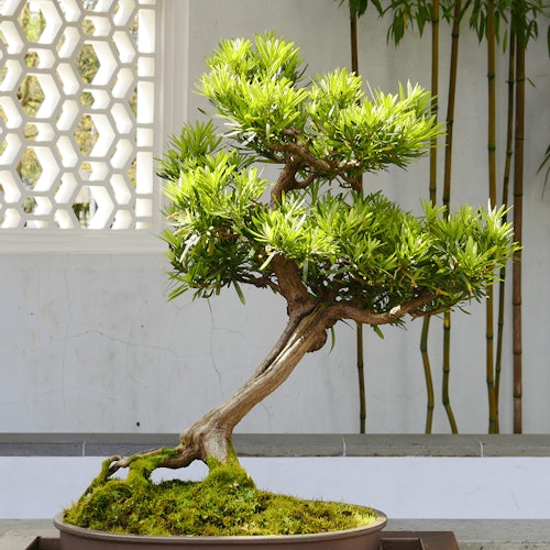 Dr. Sun Yat-Sen Chinese Garden: Entry Ticket + Guided Tour Option — gallery 1