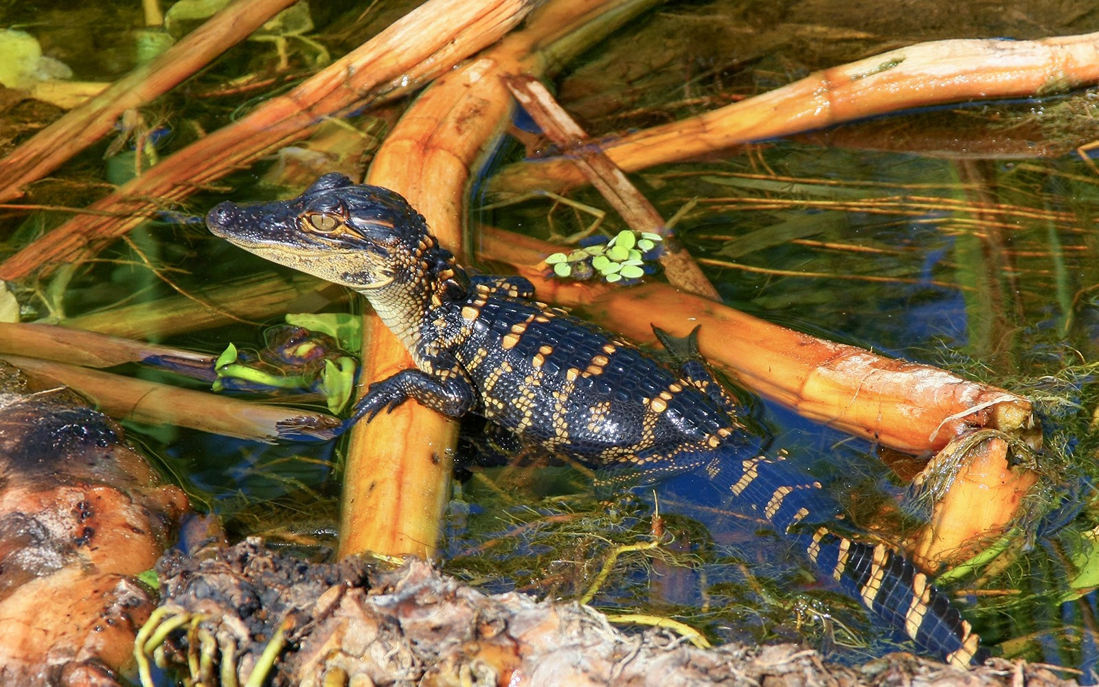 Everglades National Park: Airboat Tour with Reptile Exhibit — gallery 5