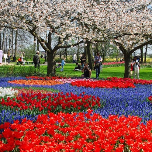 Keukenhof: Entry Ticket + Windmill Cruise + Transport