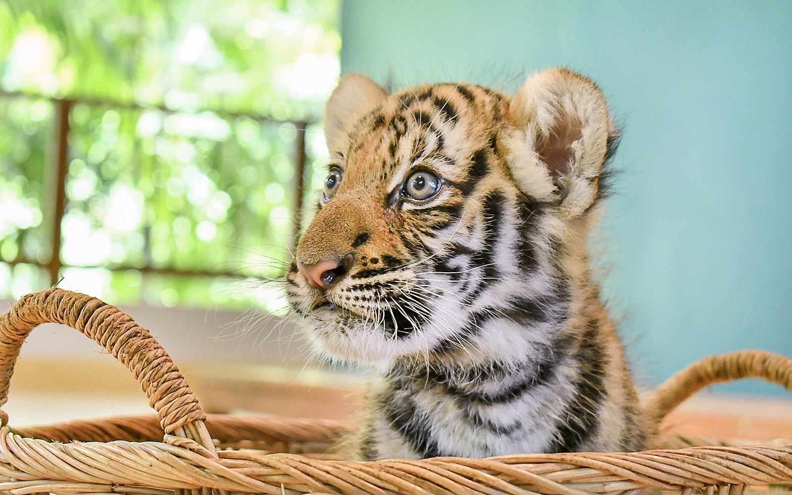 Tiger Park Tickets with Tiger Interactions — gallery 2