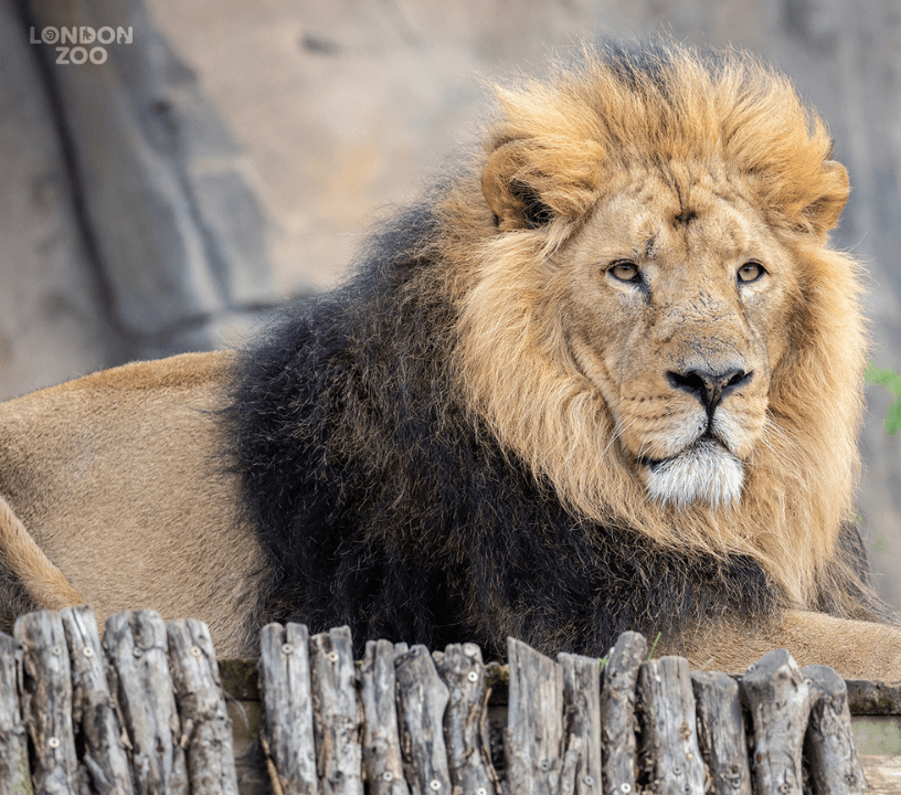 The London Pass® by Go City: Access to 100+ Attractions