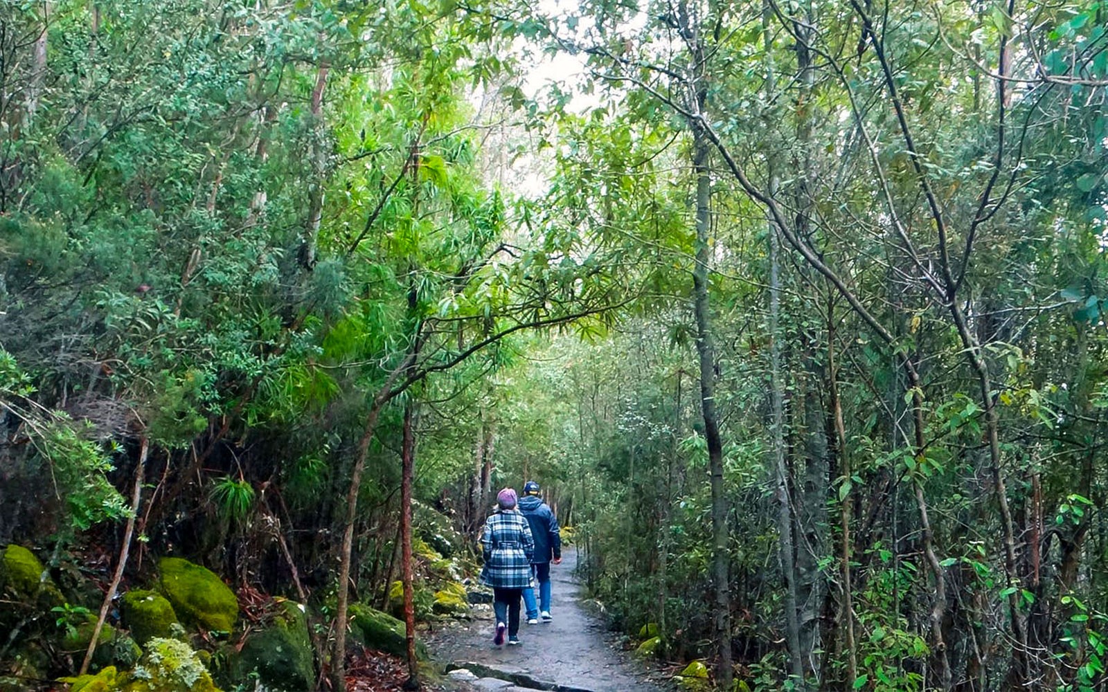 kunanyi/Mt Wellington Explorer One-Way Bus Pass