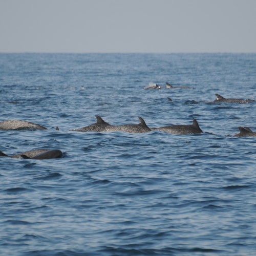 Wild Dolphins Tour & Snorkeling — gallery 2