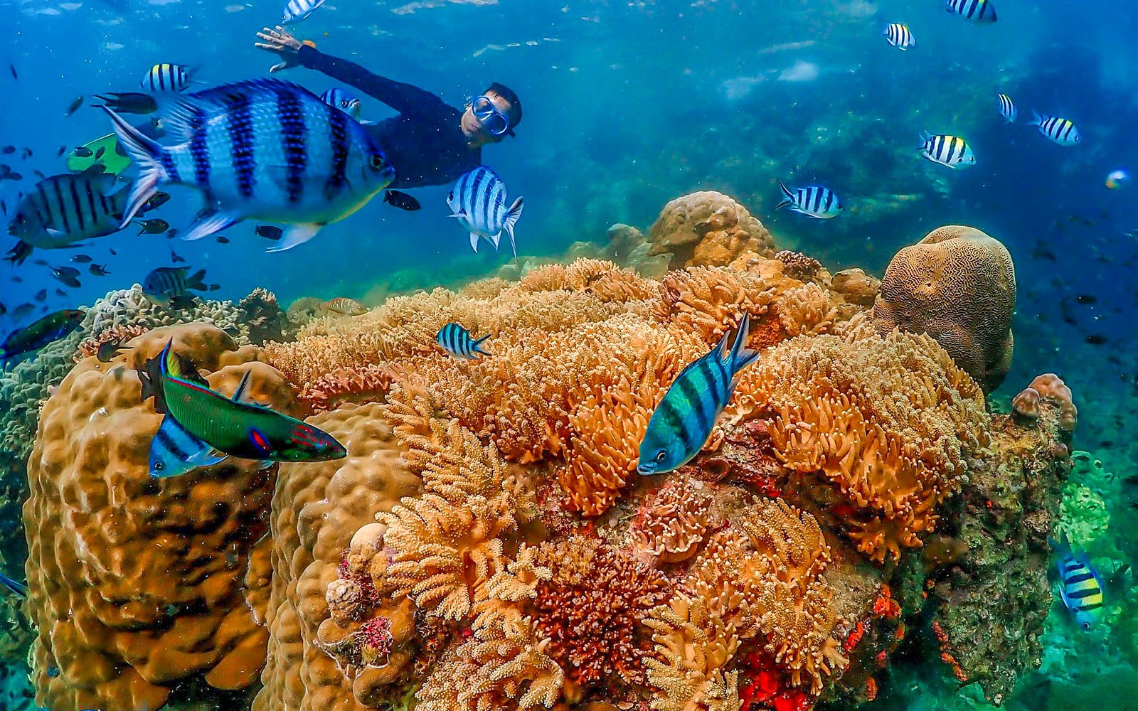 From Bangkok: Nemo Island Guided Tour with Lunch