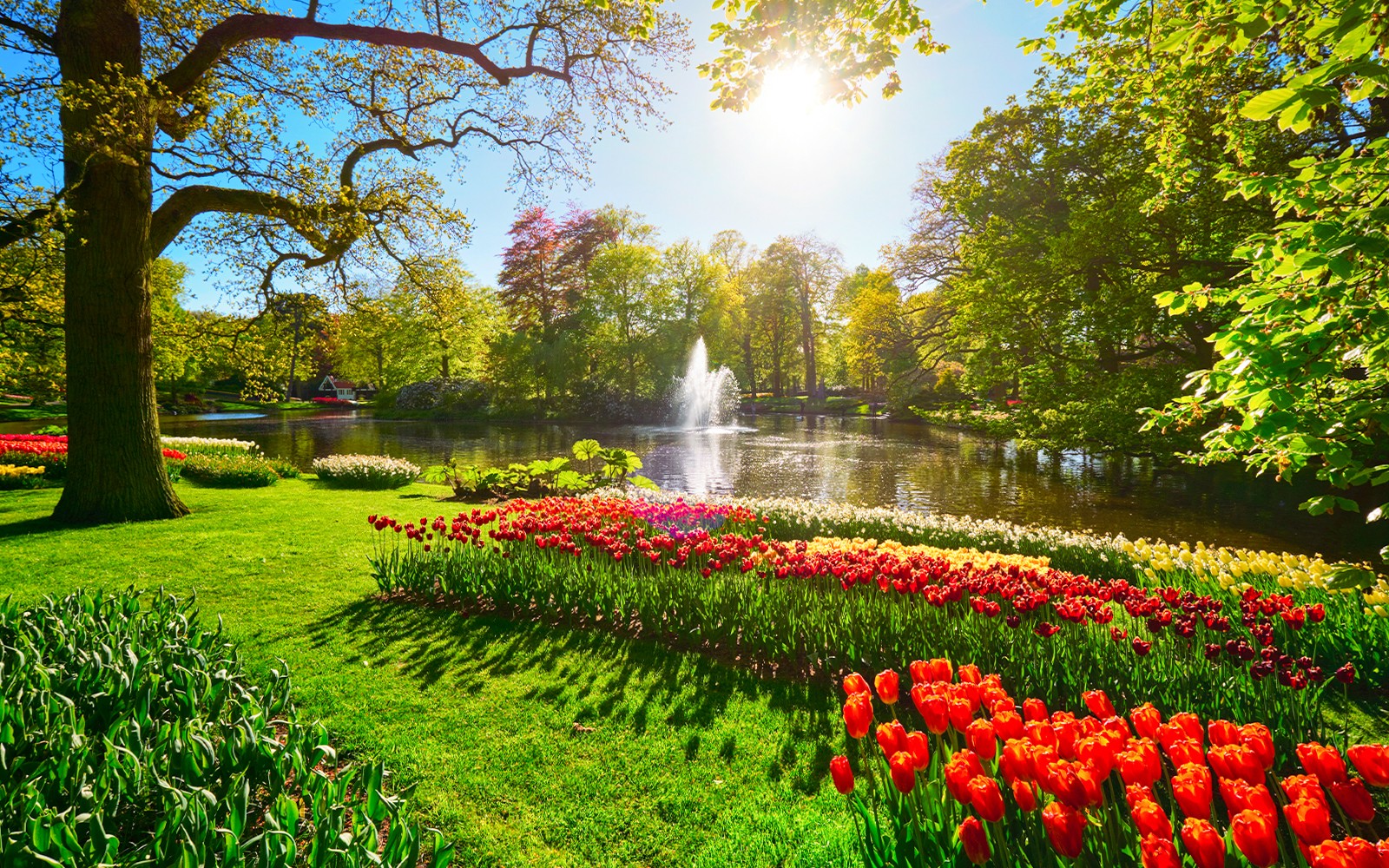 From Amsterdam: Keukenhof Expert Guided Tour with Round-Trip Transfers — gallery 4
