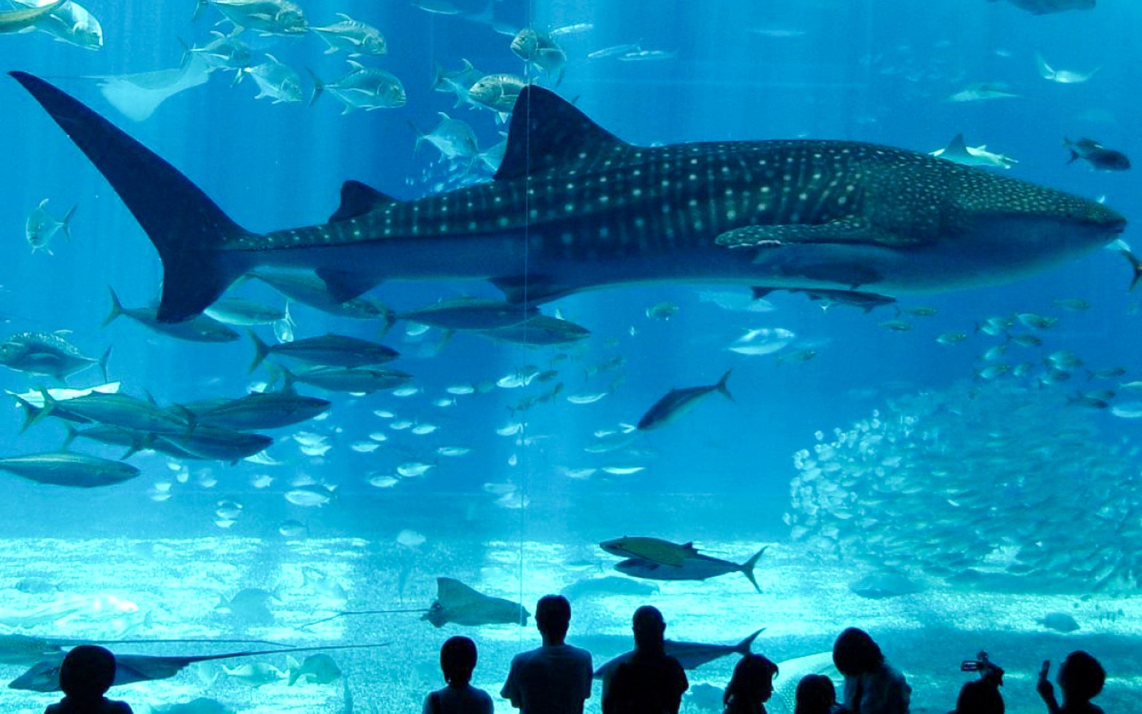 Istanbul Aquarium Tickets with Bus Transfers from Taksim & Sultanahmet — gallery 4