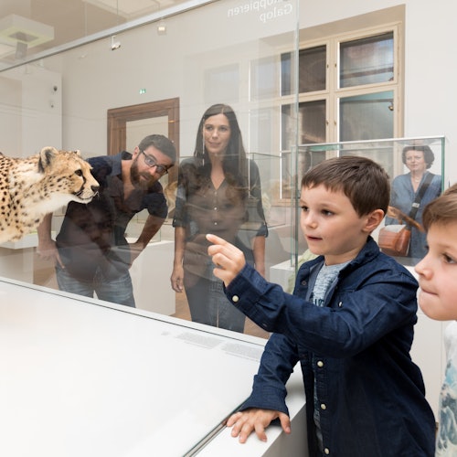 Natural History Museum Graz - Joanneumsviertel — gallery 1