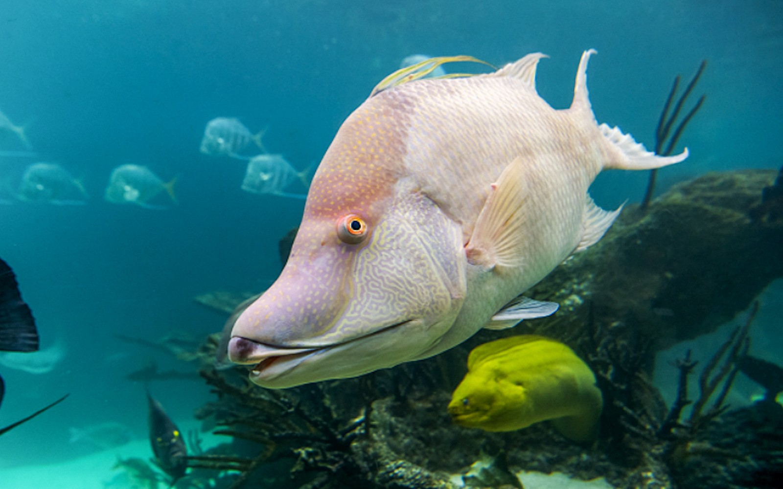 New York Aquarium Tickets with 4D Theatre Show
