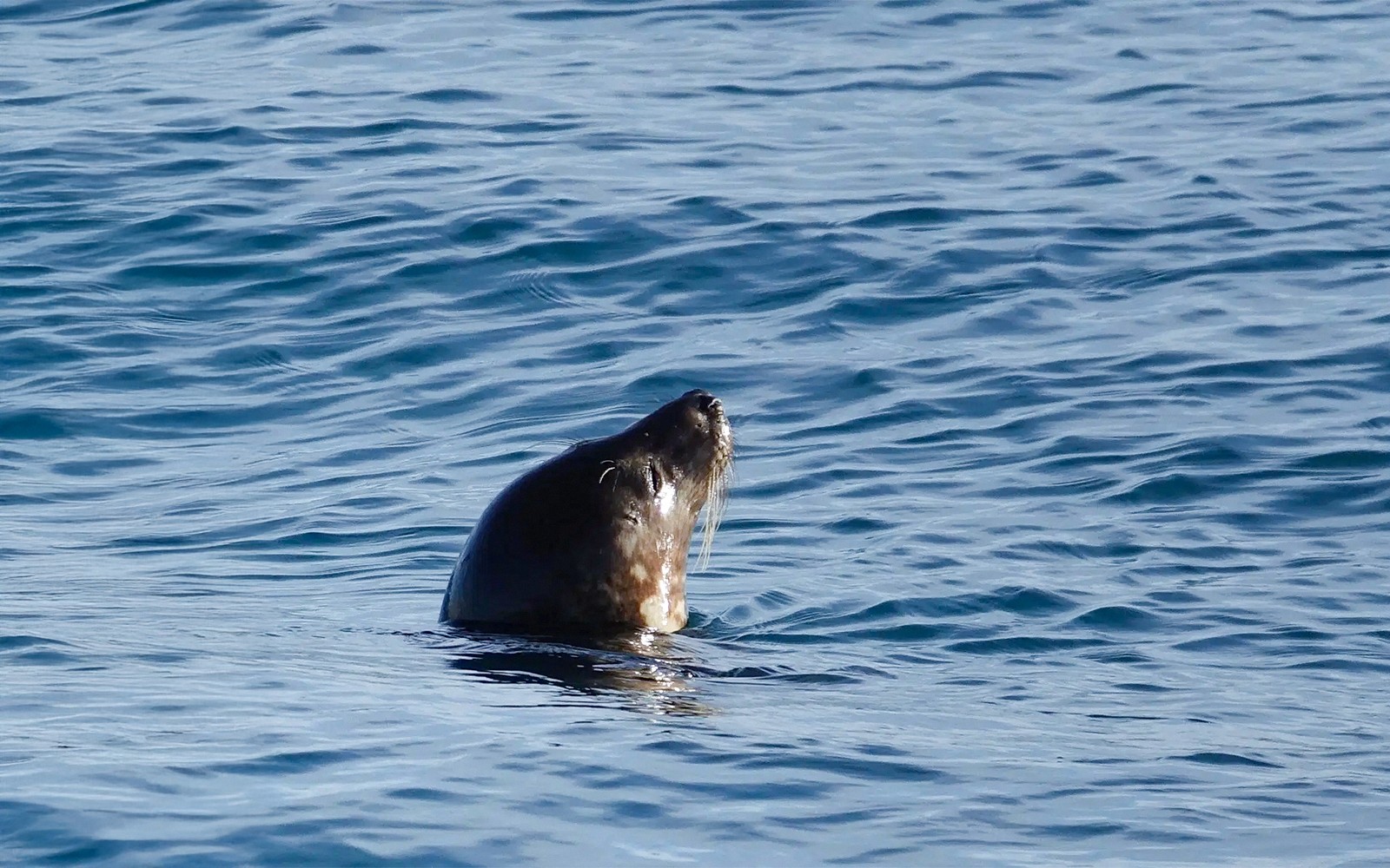 Reykjavik: Whale Watching Boat Tour — gallery 3