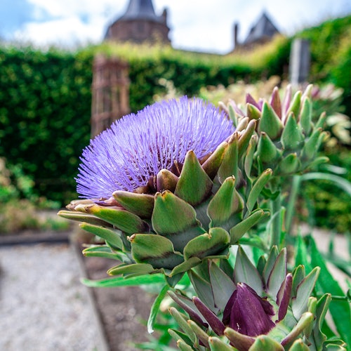 Muiderslot Castle: Entry Ticket + Audio Guide — gallery 3