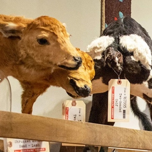 Ripley's Believe It or Not! Orlando: Entry Ticket — gallery 3