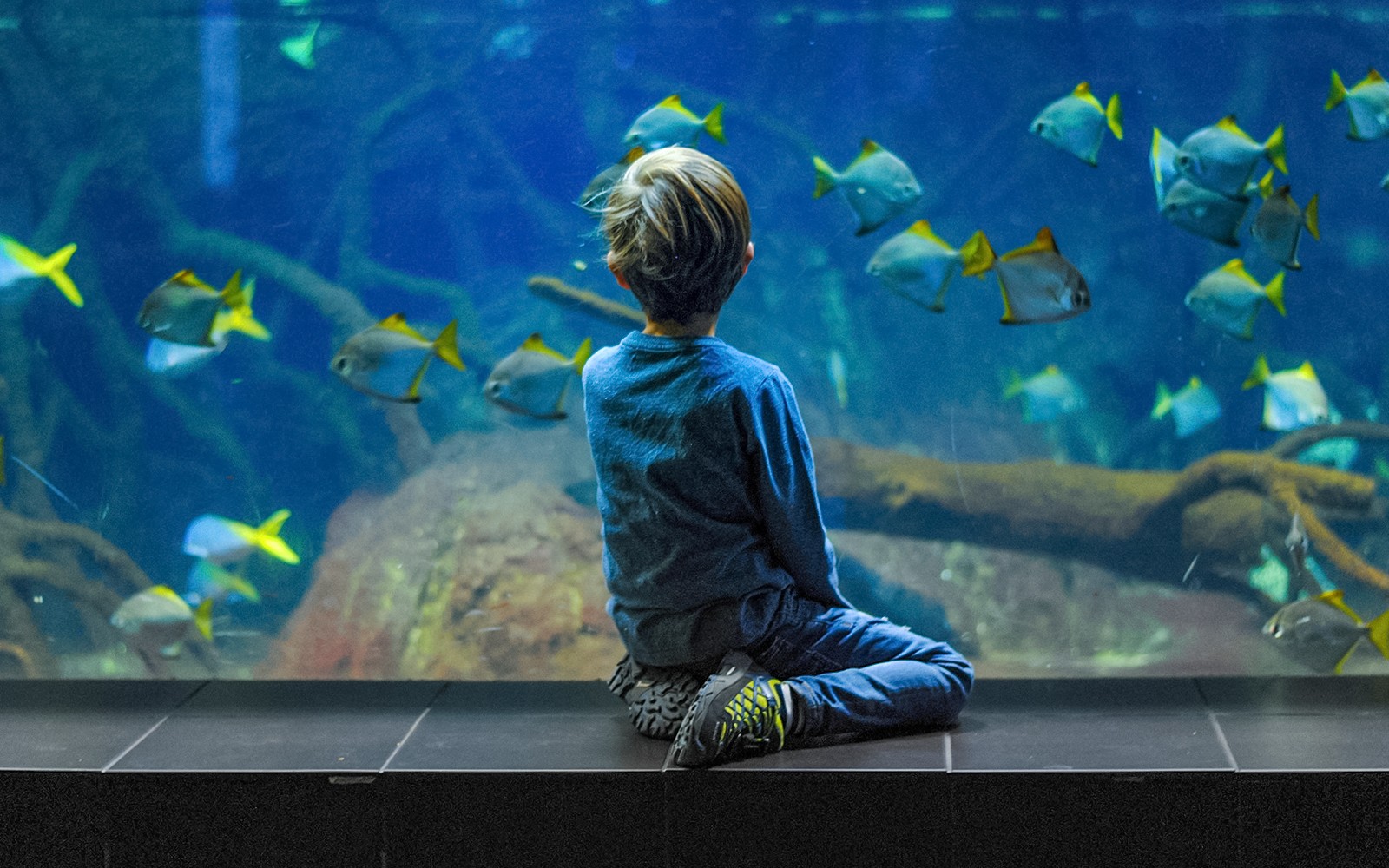 From San Francisco: Alcatraz, Aquarium of the Bay, & Napa/Sonoma Wine Country 2-Day Trip — gallery 3