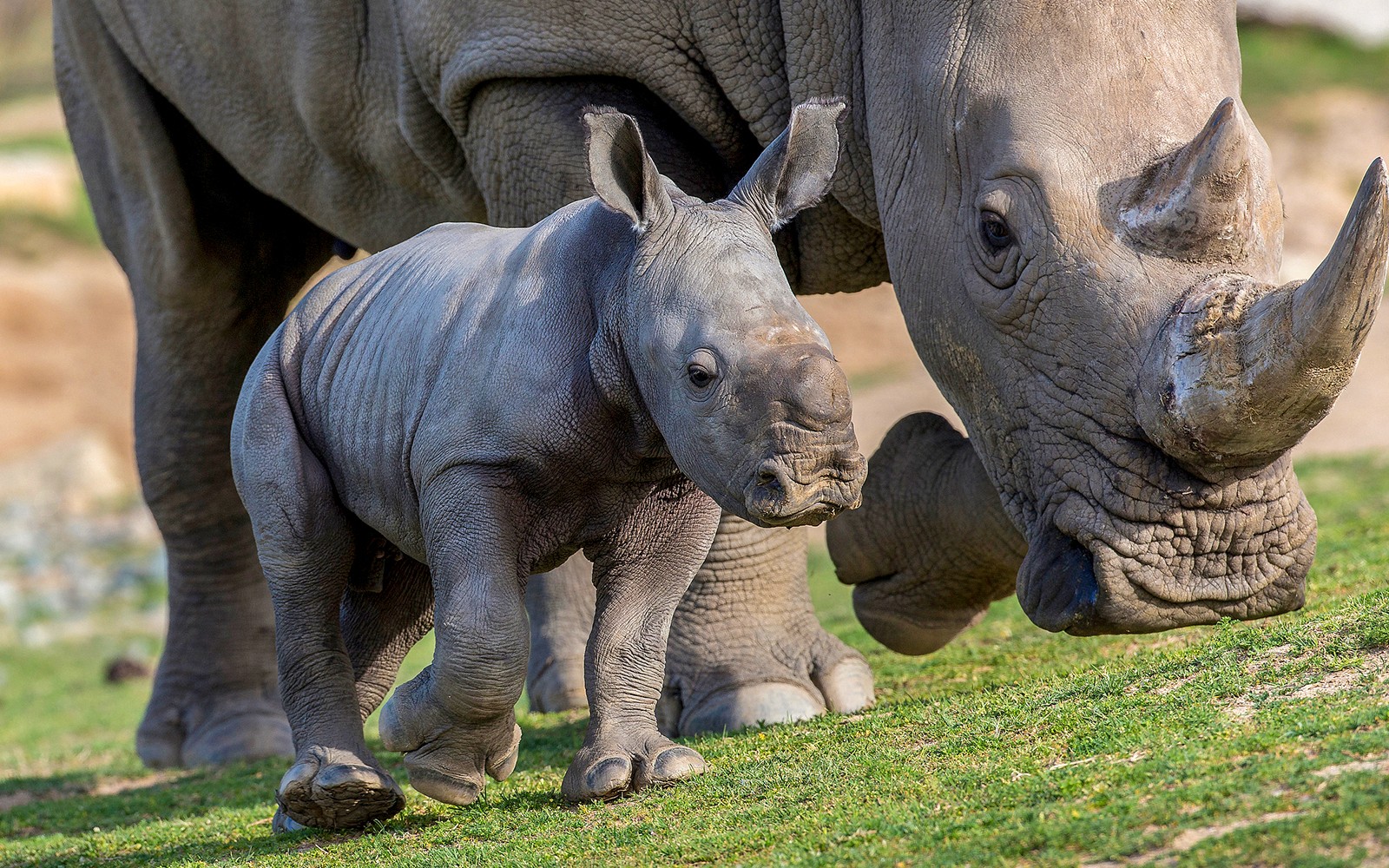San Diego Zoo Safari Park Tickets