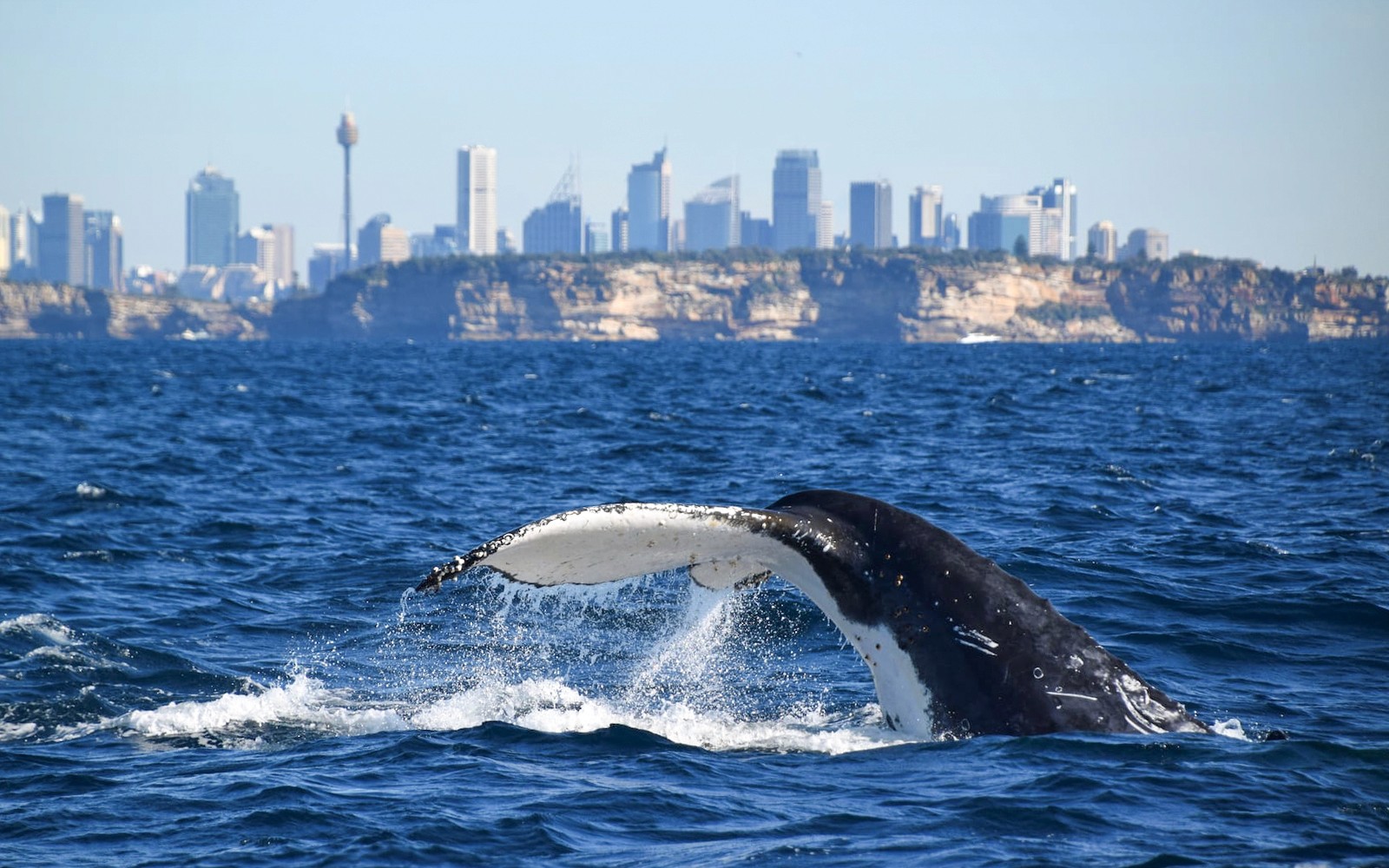 Sydney Whale Watching Inflatable Boat Cruise — gallery 1