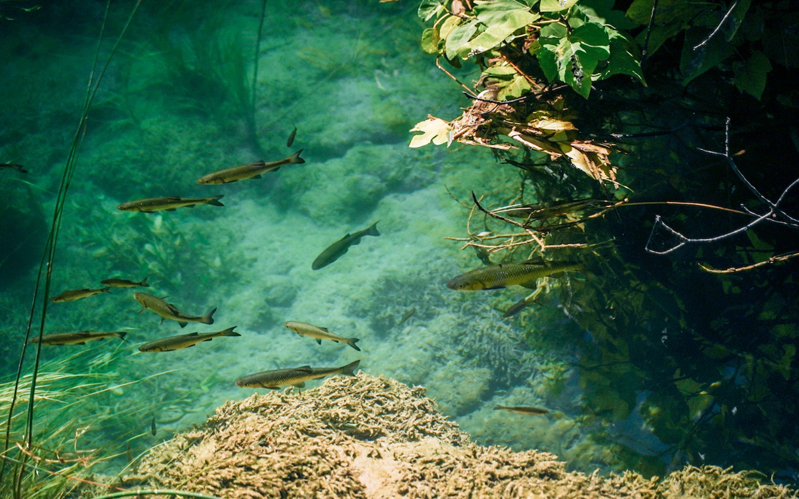 Full-day Guided Trip to Krka National Park with Boat Ride & Swimming — gallery 4